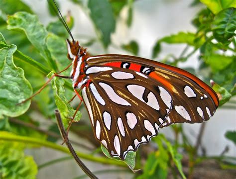 Mother Earth Life Cycle Of The Gulf Fritillary Butterfly