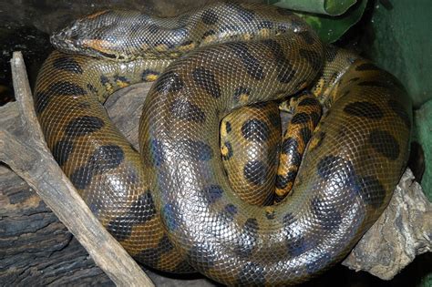 Green Anaconda Facts Size Weight Habitat Diet Pictures