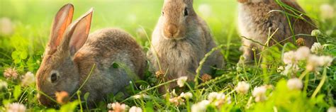 Aside from selecting plants that aren't favourites of rabbits you can also take steps to protect the plants you have that are nibbled on by rascally rabbits. Deer and Rabbit Resistant Plants • Cut and Dried Flower Farm