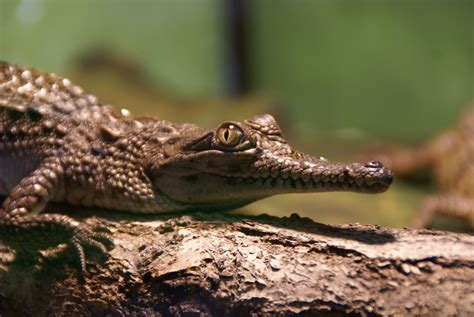 Australian Freshwater Crocodile Crocodylus Johnsoni Crocodiles