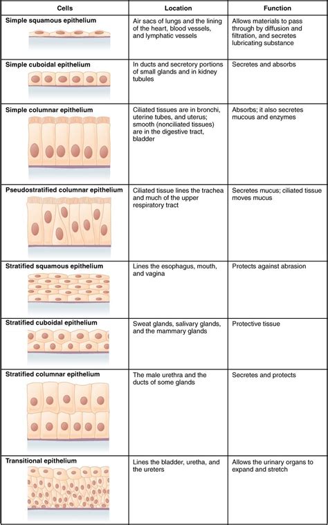 Epithelial Tissue Cells Anatomy And Physiology Physiology Anatomy