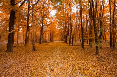 Trees During Fall · Free Stock Photo