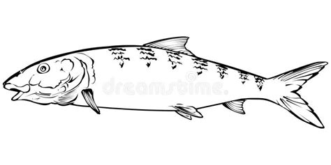 Snook Fish Coloring Pages