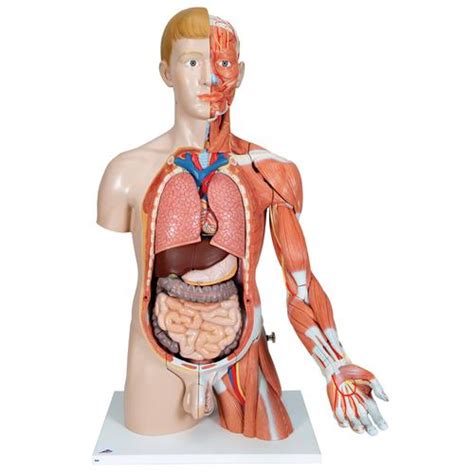 Human Torso Model Life Size Torso Model Anatomical Teaching Torso