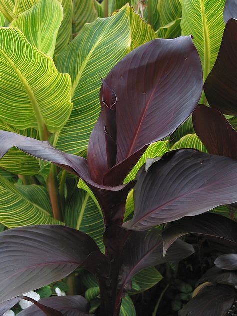 32 Best Tropical Shade Loving Plants Images Plants Shade Plants