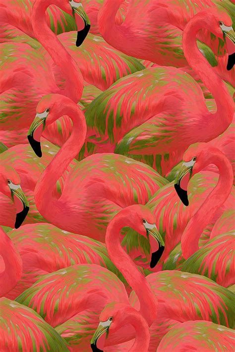 Flamingo Fever In Kiwi Flamingos Flamencos Rosados Pajaros Exoticos