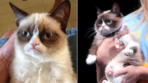 Cat lover | threadless artist shop. Internet Icon Grumpy Cat Just Won a $710,000 Lawsuit - Maxim