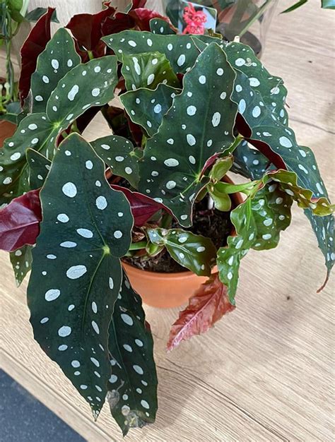 Begonia Care Tips And Problem Guide Ourhouseplants