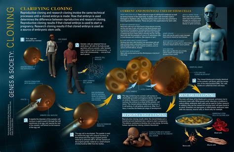 Infographic On Cloning