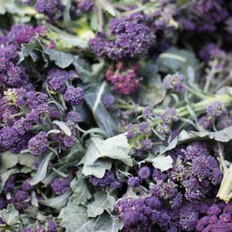 Purple Sprouting Broccoli 1000 Seeds Brassica Oleracea