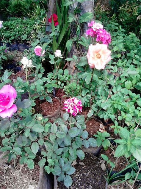 Jual pohon mawar dan bunga mawar berbagai macam warna ...