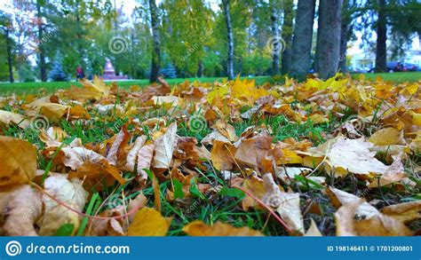 Fall Foliage Golden Autumn In The City Park Fallen Orange Dry Maple