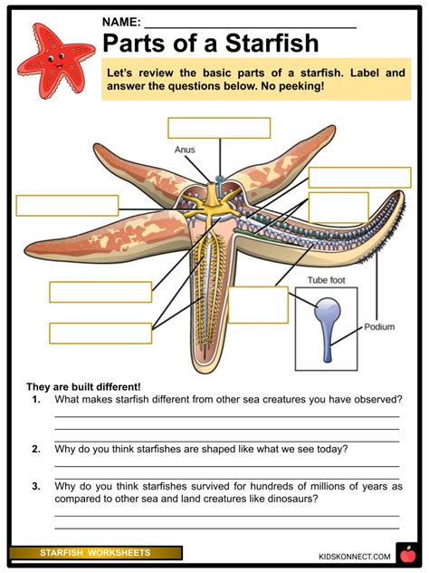Starfish Worksheets And Facts Types Anatomy Habitat Diet