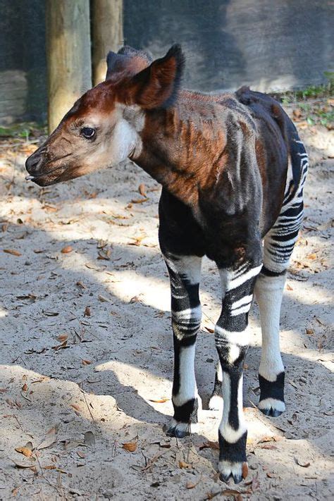 22 Okapi Ideas Okapi Animals Wild Animals Beautiful