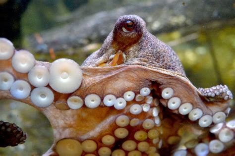 Octopus Inspires S Korea Breakthrough Adhesive Patch Shine News