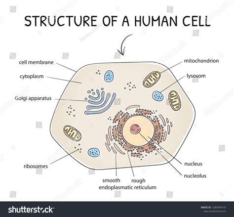 Human Cell Image Over 224533 Royalty Free Licensable Stock