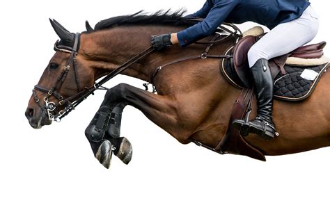 WHAT DRESSAGE RIDERS CAN LEARN FROM JUMPERS - Blog