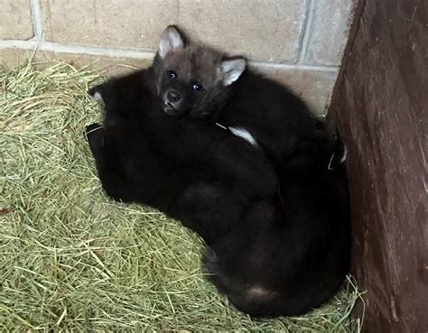 Maned Wolf Pups Help Fossil Rim Start Strong In 2018 Fossil Rim Wildlife Center