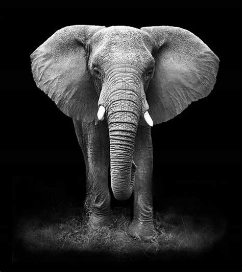 Black And White Elephant Stock Photos Pictures And Royalty Free Images