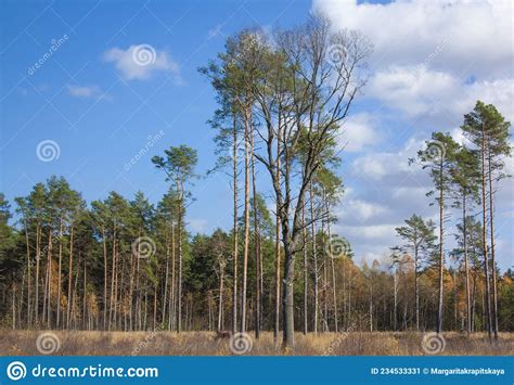 Tall Green Pines Under A Clear Blue Sky In A Forest Clearing Autumn