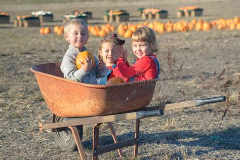 Happy Kids Sitting Inside Wheelbarrow At Field Pumpkin Patch Stock