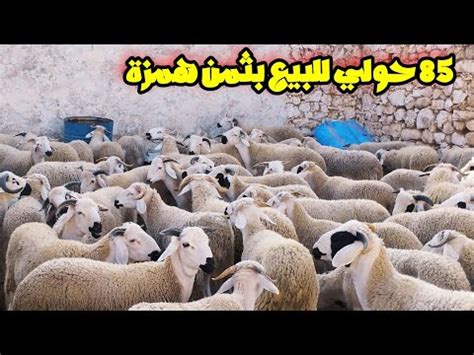 الله على حولي صردي بدري أصيلي عند حسن فمنطقة جمعة كيسر YouTube