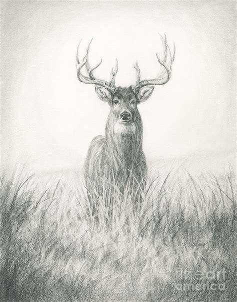 17 Whitetail Deer Drawing Emrylachie