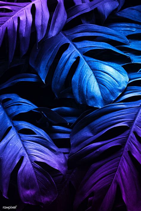 Neon Tropical Monstera Leaf Banner Premium Image By
