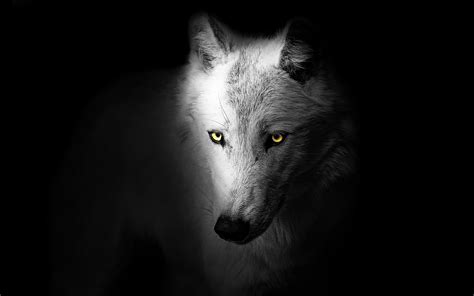 Black Wolf 4k Wallpapers Wolf Wallpaperspro Images And Photos Finder