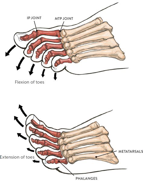 Joints And Joint Movement Classic Human Anatomy In Motion The Artist