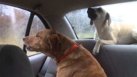 Dogs Hate Tornado Alarm Test Youtube