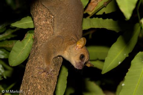 Giant Mouse Lemurs Genus Mirza · Inaturalist