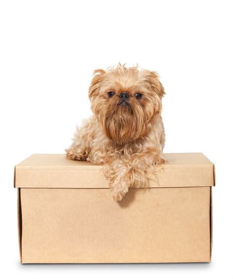 Dog On Cardboard Box Stock Photo Image Of White Small 26649380