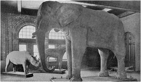 Jumbo The Elephant Was The Worlds First Animal Superstar But Human