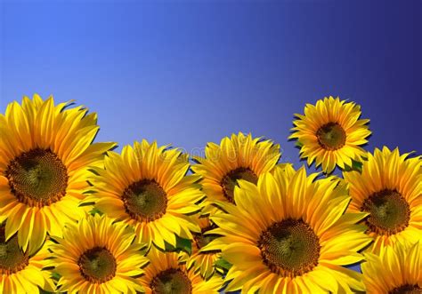 Sunflowers Flower Background With Blue Sky Stock Photo Image Of