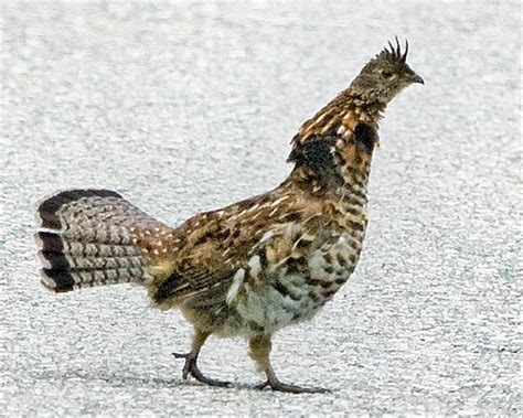 Wild In Pictures Why Does A Ruffed Grouse Cross The Road