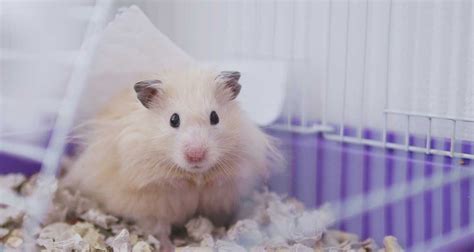 Exploring The Nutritional Needs Of Hamsters A Guide To What Do