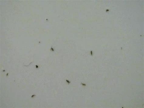 List Of Tiny Black Bugs In Kitchen Sink References Octopussgardencafe