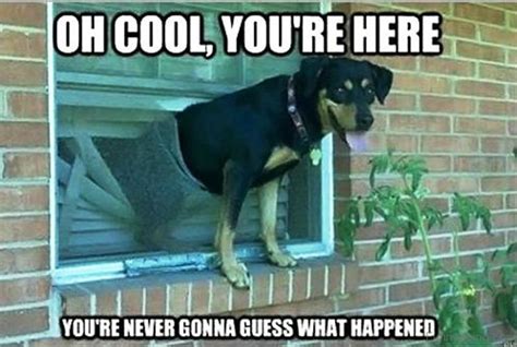 50 Funniest Dog Memes Of All Time