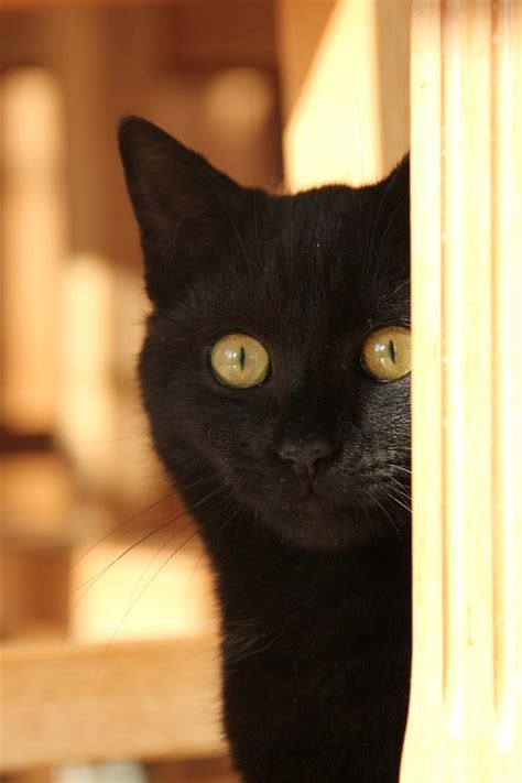 Black Cat Amber Eyes · Free Photo On Pixabay