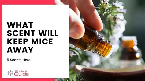 6 Scents That Will Keep Mice Away From Your Home Diy Rodent Control