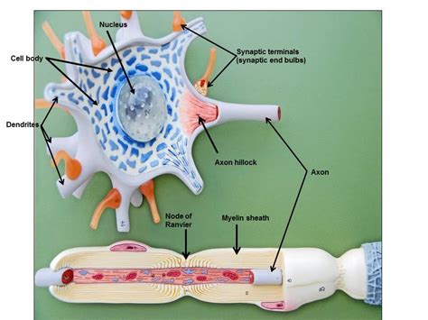 Nervous And Spinal Cord Models