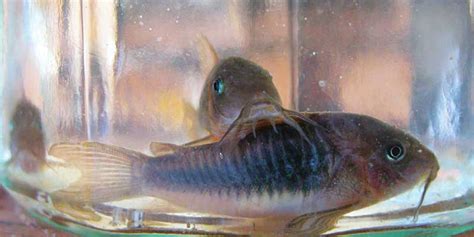 10 Safe Betta Fish Tank Mates And Companions