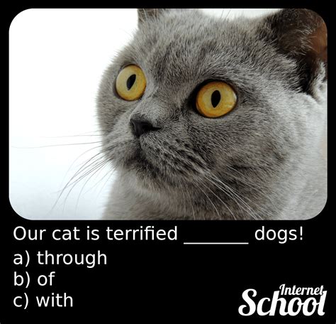 What preposition to use after the word terrified? - Internet School Polska