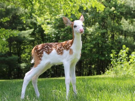 World Rarest White Faced Fawn Rejected By Mother Finds New Life Az
