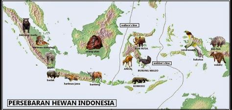 Peta Persebaran Flora Dan Fauna Di Indonesia Beserta Jenis Dan