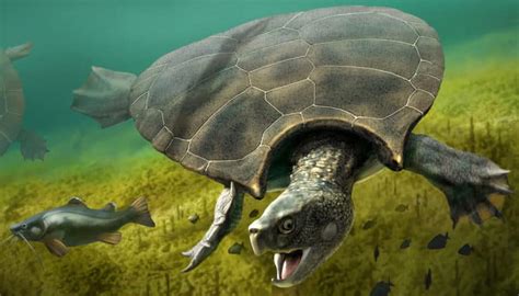 Great Facts See The Fossil Shell This Extinct Turtle Was Truly Enormous