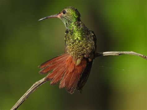 In A Costa Rican Garden Rufous Tailed Hummingbird Birds For Beer