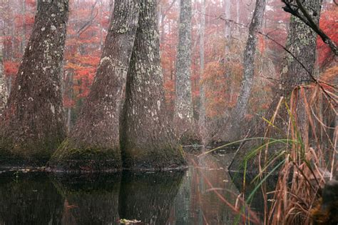 Beautiful Bald Cypress Trees In Autumn Rustycolored Foliage And Nyssa
