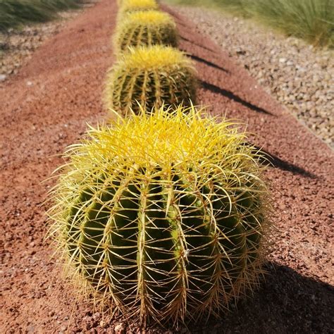 The Golden Barrel Cactus Echinocactus Grusonii